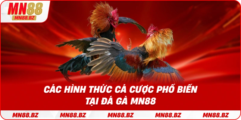 Những kiểu cược được ưa chuộng trong đá gà MN88