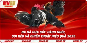 Đá gà cựa sắt: cách nuôi, soi kèo và chiến thuật hiệu quả 2025