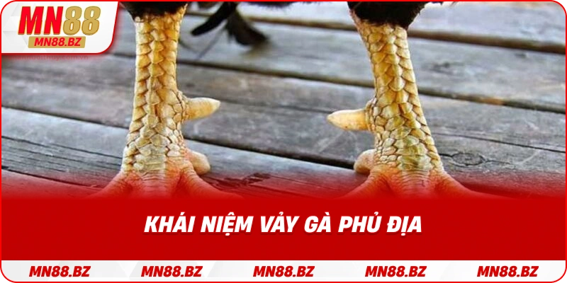 Giải nghĩa đặc điểm và hình dạng của vảy phủ địa trên gà chọi